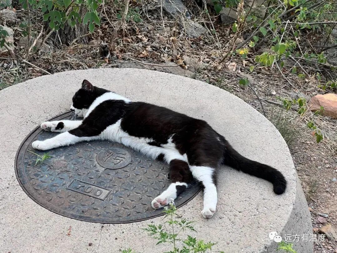 躺平的小猫