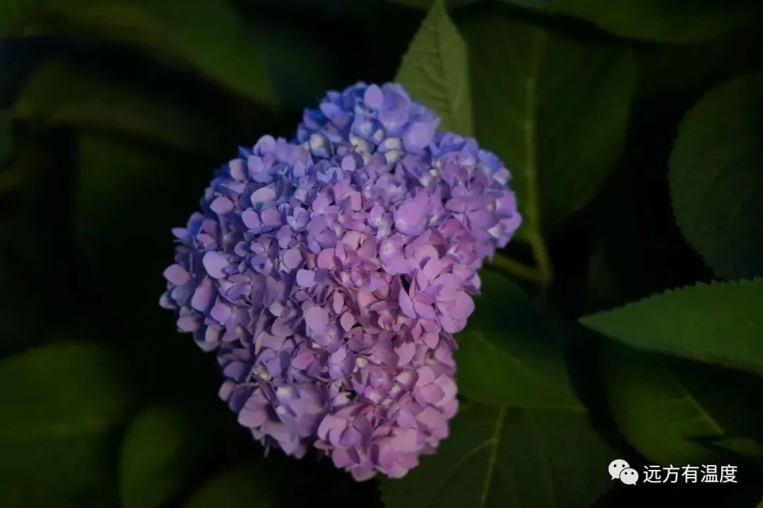 像是掉进紫色染缸里面的花朵。
