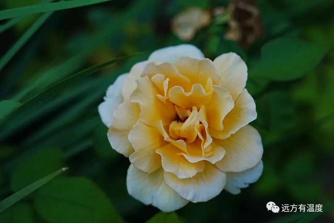 城南花已开，待君归来赏。
