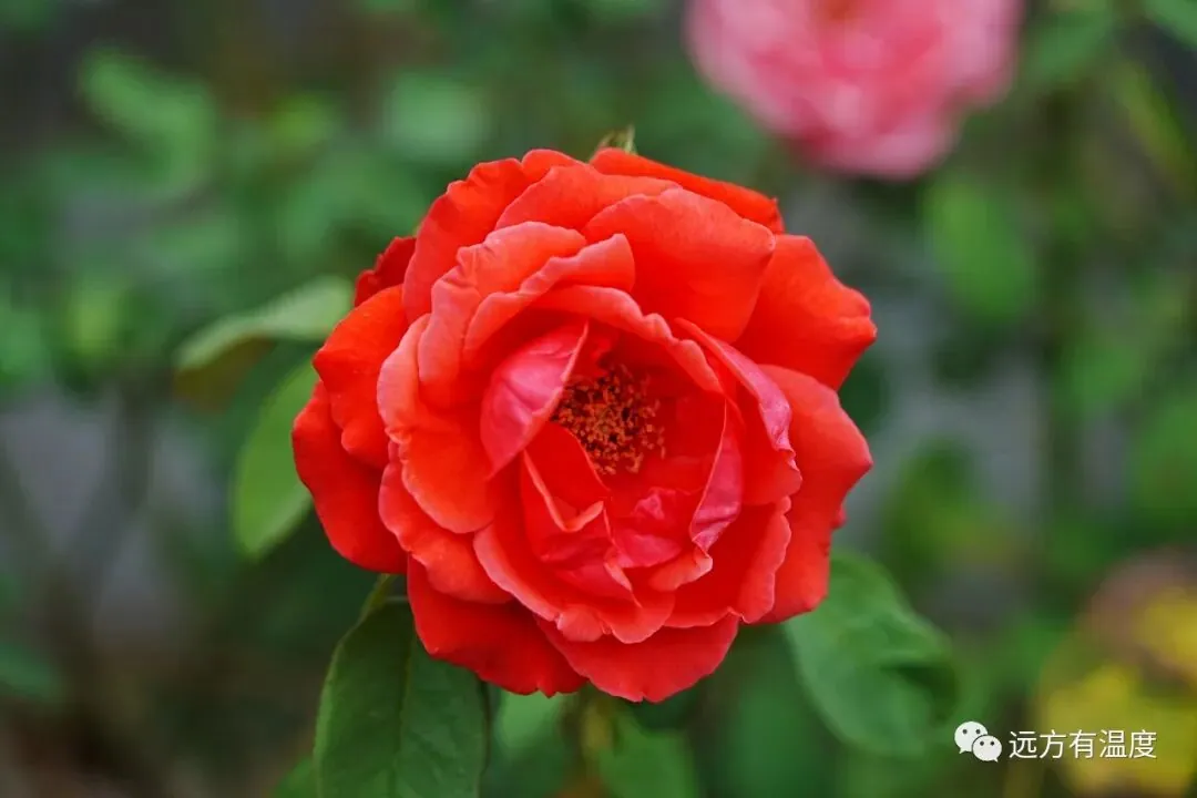 未见红叶，但遇红花。