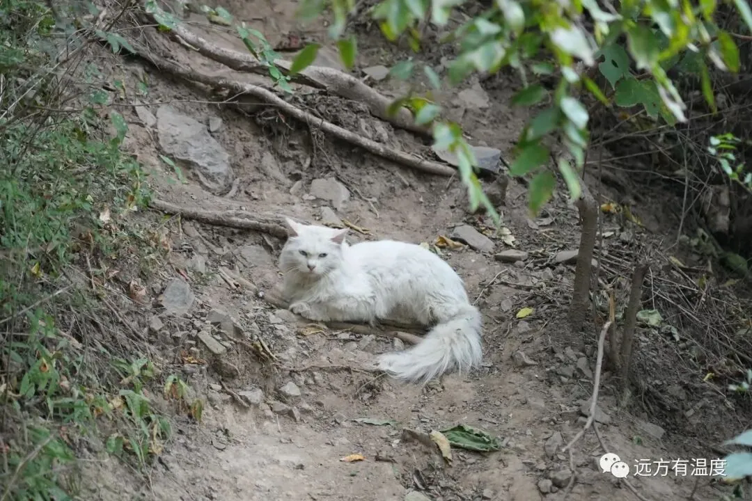 偶遇公园的小猫，愿每一位喵星人都有家可寻。