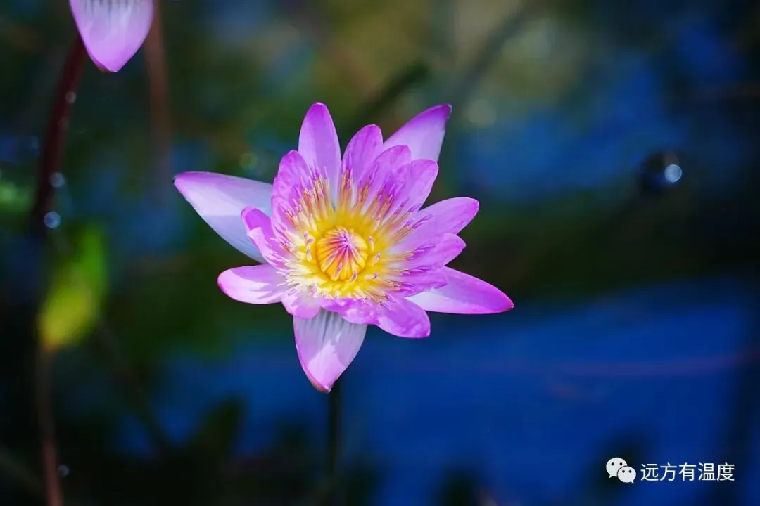 予独爱莲之出淤泥而不染，濯清涟而不妖