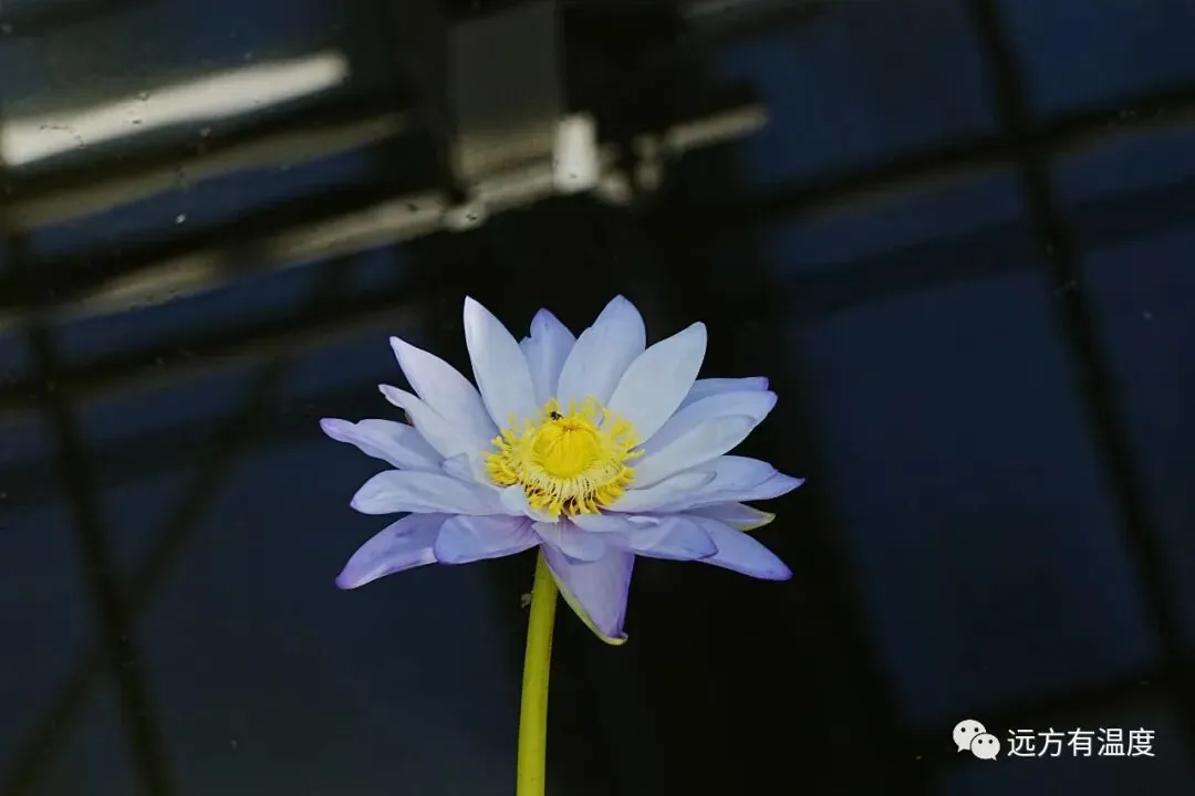 中通外直，不蔓不枝，香远益清，亭亭净植。