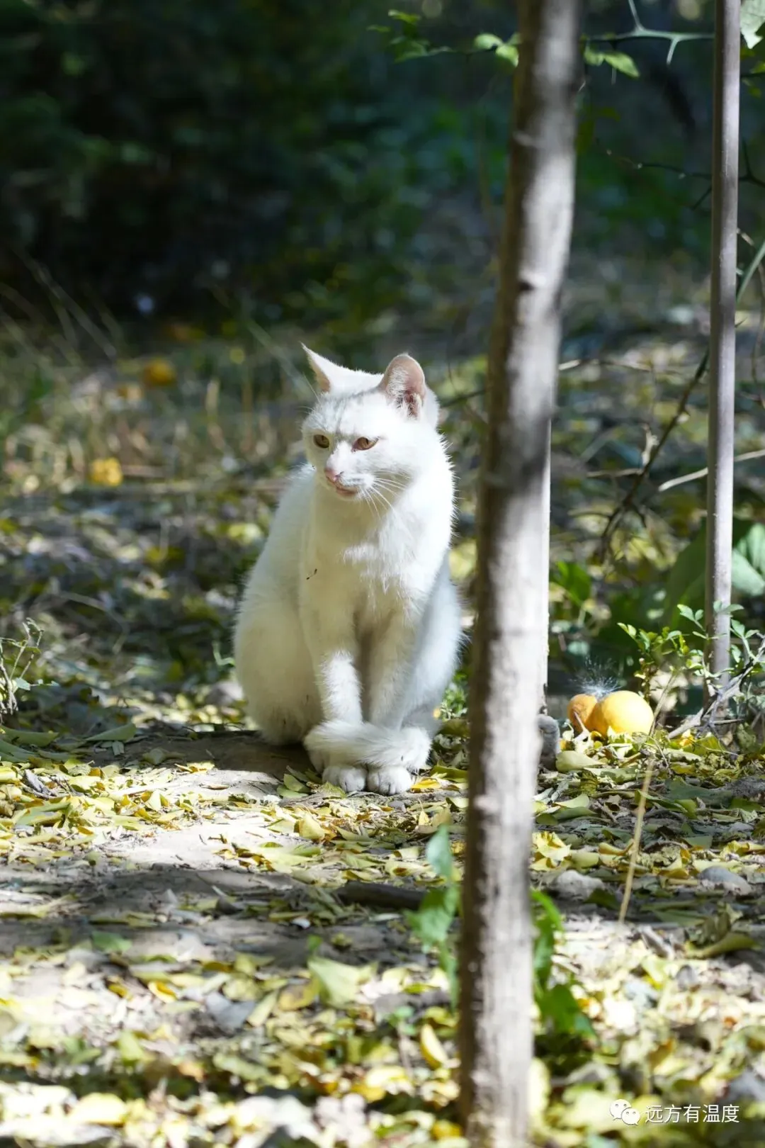 园里“喵喵”叫着的小猫，宣示着自己的地盘。