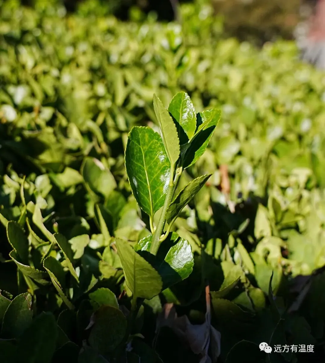 大钟寺内绿油油的植物