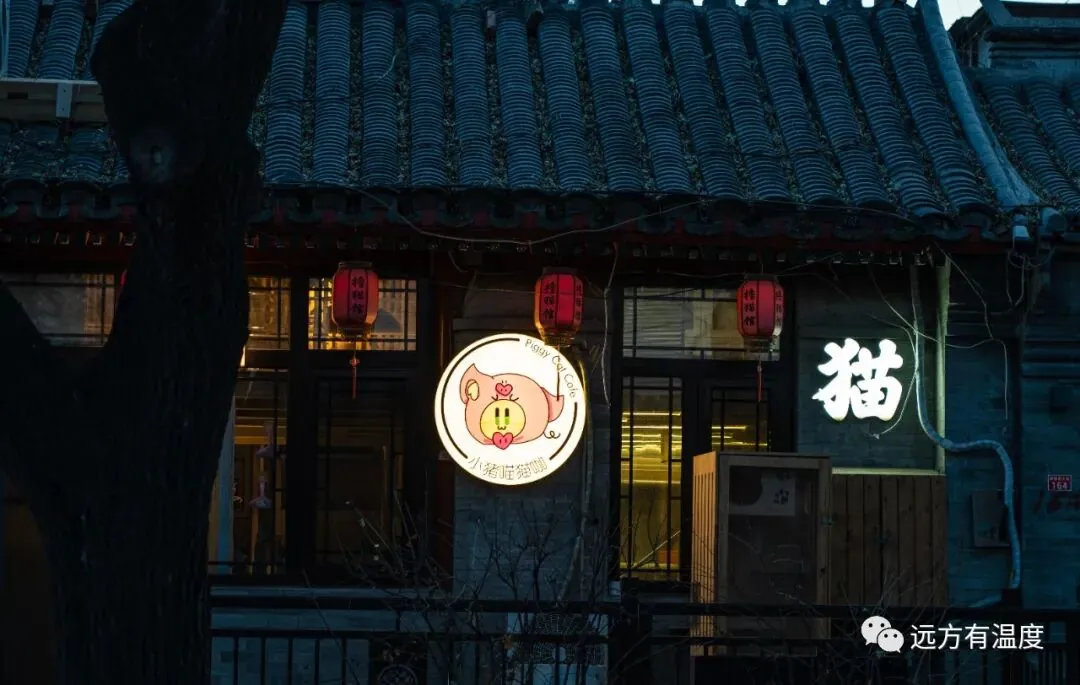 做一只高冷的猫也非常不错
