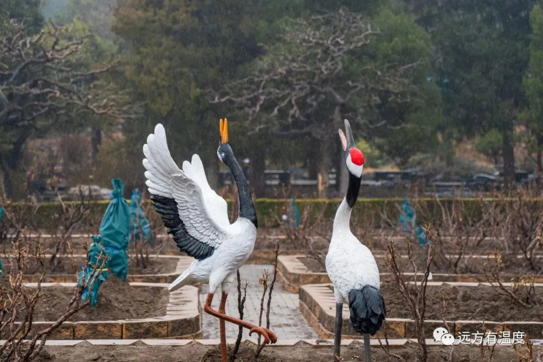 空阶雪凝，鹤向天风舞