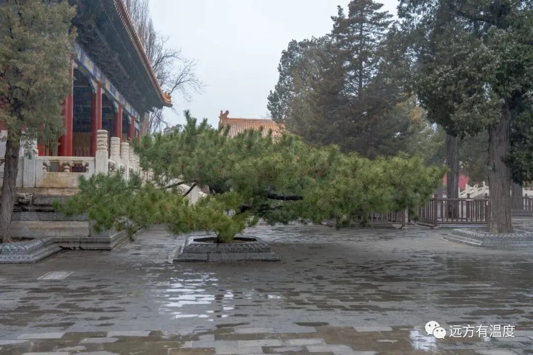 酷似云层的树