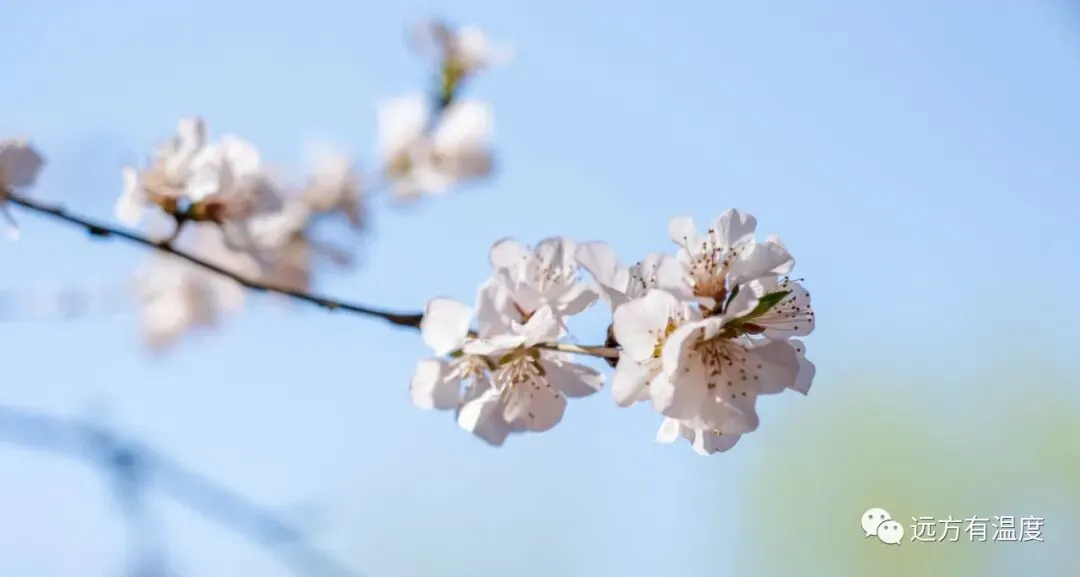 桃花春色暖先开，明媚谁人不看来。