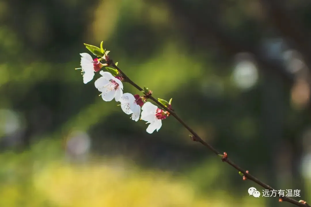 绿柳婆娑嬉紫燕，红花腼腆吻晴天，这边水光潋滟晴方好。