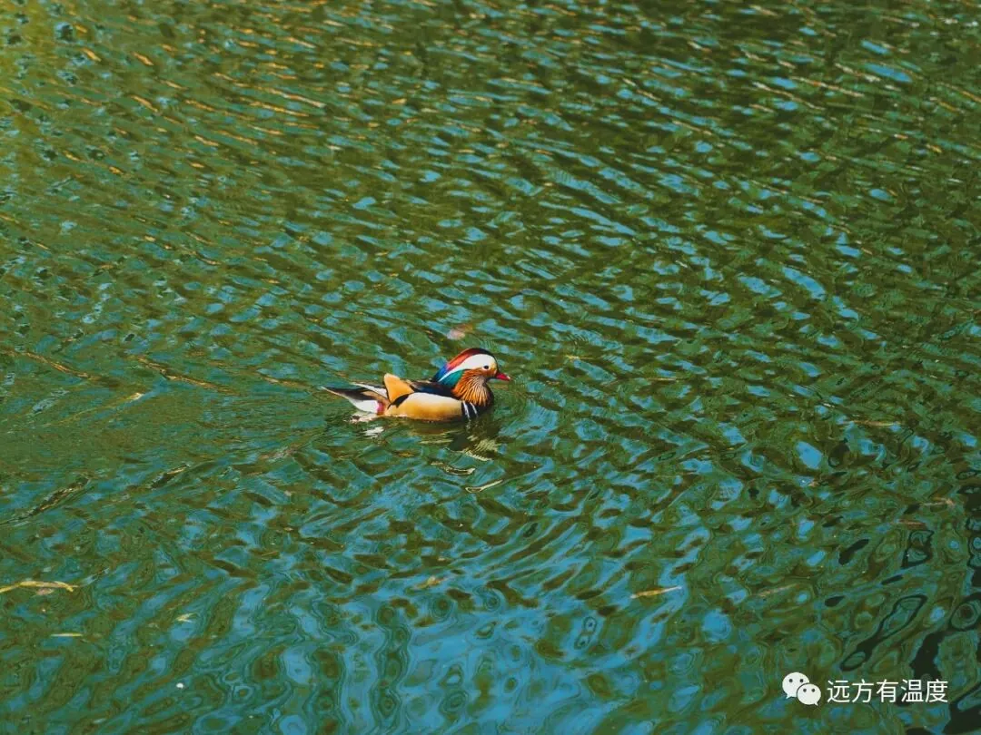 “春水池塘春水绿，两只鸳鸯水中戏。” 可惜拍的时候少了一只。