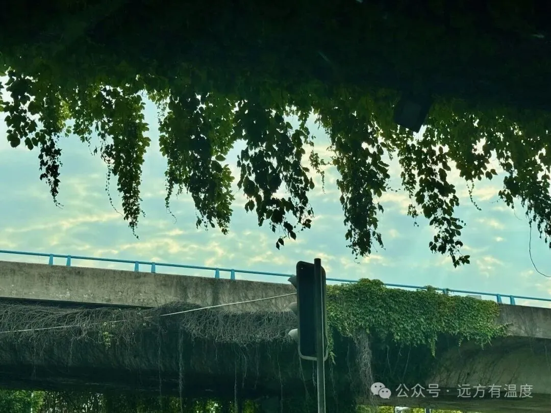 绿意垂落，城市温柔