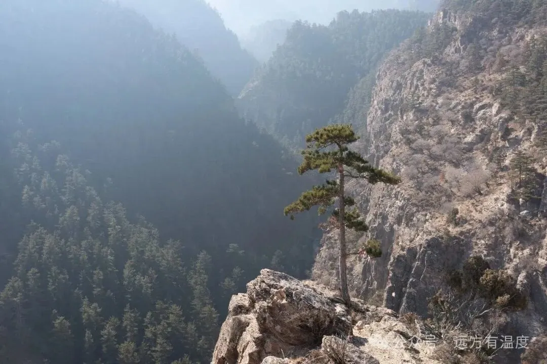 峭壁之上，孤松挺立
