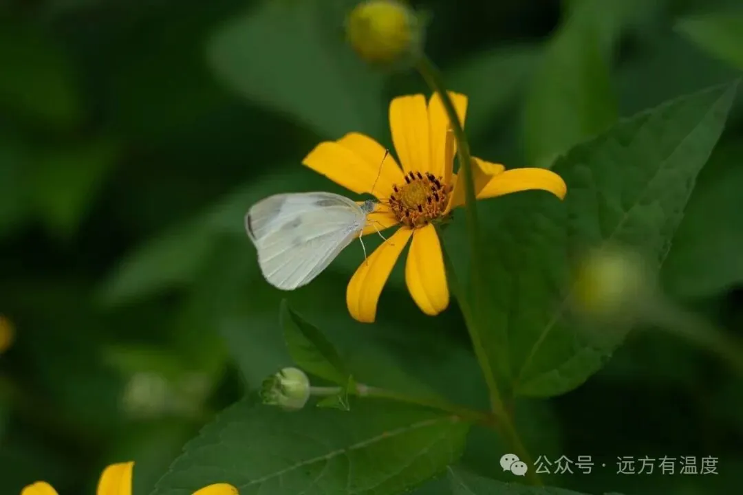 花上的蝴蝶