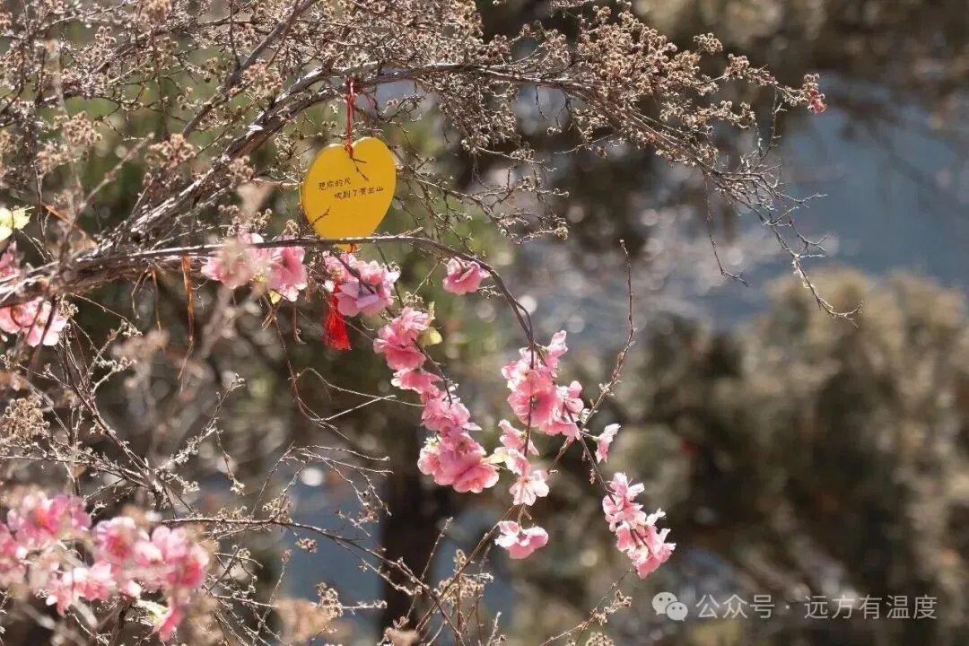 想你的风，吹到了