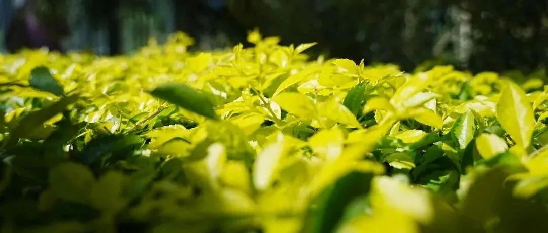 扫街周记｜国家植物园